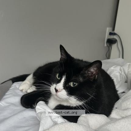 Photo 1/1 Susu Chat perdu à Lehi