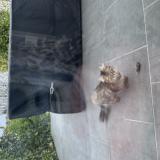 Photo de chat trouvé à Giberville