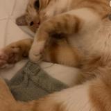 Photo de chat perdu à St Priest