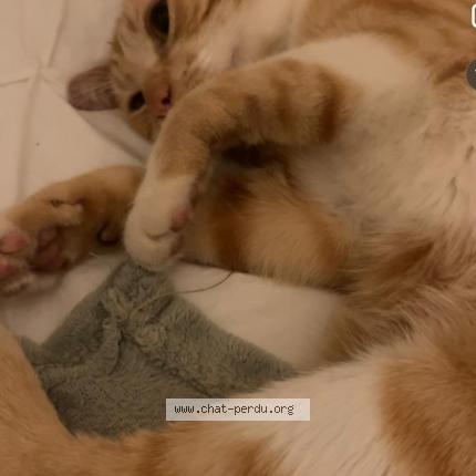 Photo 1/1 Sans nom Chat perdu à St priest