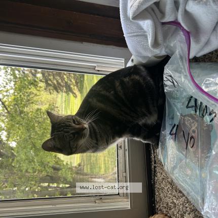 Photo 1/1 rosie Chat perdu à Alcester