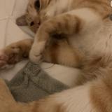 Photo de chat perdu à St Priest