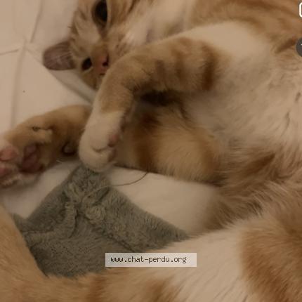 Photo 1/1 Caramel Minou Chat perdu à St priest