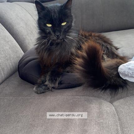 Photo 1/1 Mia Chat perdu à Terrats