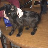 Photo de chat trouvé à Espaly Saint Marcel