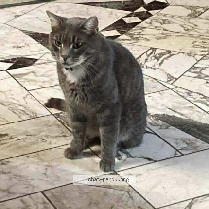 Photo 1/1 Bijou Chat perdu à Thenezay