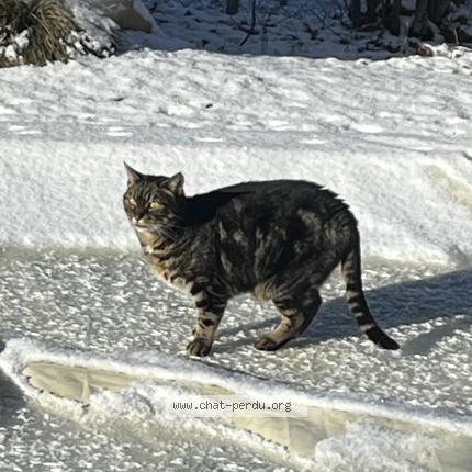 Photo 1/1 tigrou Chat perdu à Beaune