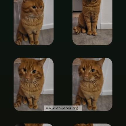 Photo 1/1 Chat trouvé Trouvé à Longwy