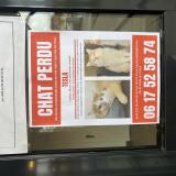 Photo de chat perdu à Illkirch Graffenstaden