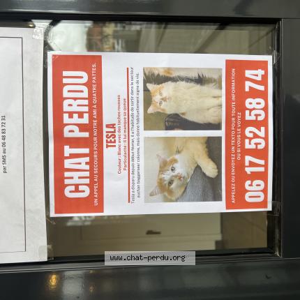Photo 1/1 Tesla Chat perdu à Illkirch graffenstaden