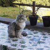 Photo de chat perdu à Morschwiller Le Bas