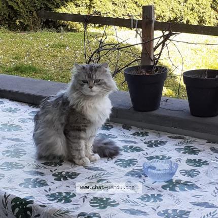 Photo 1/1 Zayn Chat perdu à Morschwiller le bas