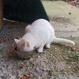 Photo de chat trouvé à Servies