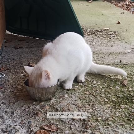 Photo 1/1 Chat trouvé Trouvé à Servies