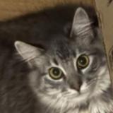 Photo de chat perdu à Stanton