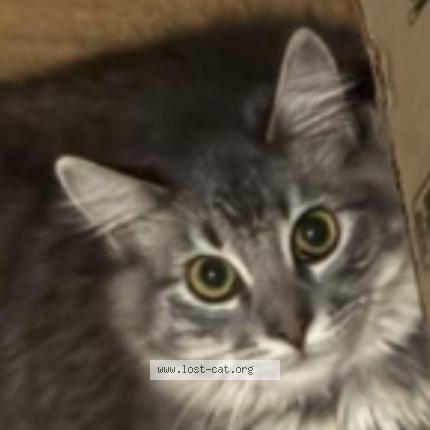 Photo 1/1 Cleo Chat perdu à Stanton