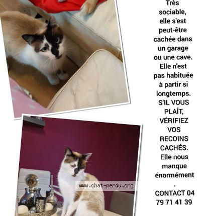 Photo 1/1 Noxy Chat perdu à Grivegnee