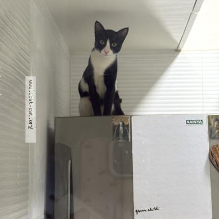 Photo 1/1 Oliver Chat perdu à Mumbai