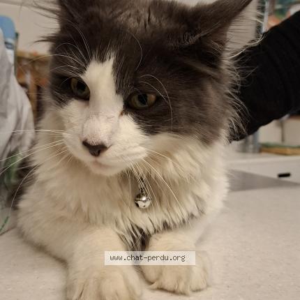 Photo 1/1 Chat trouvé Trouvé à Les essarts