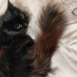 Photo de chat perdu à Spokane