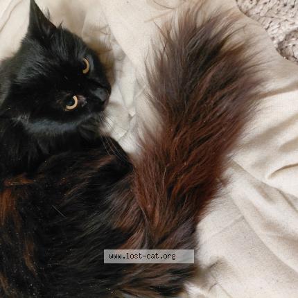 Photo 1/1 Cordelia Chat perdu à Spokane