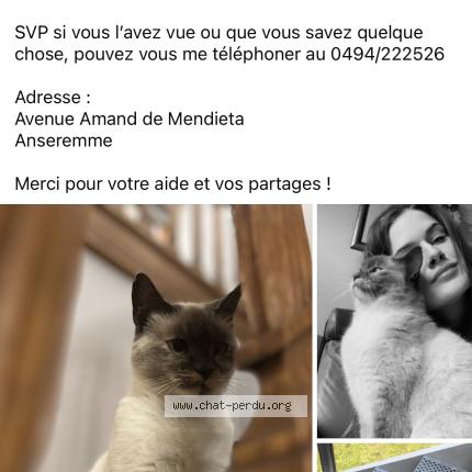 Photo 1/1 Saphyr Chat perdu à Anseremme