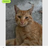 Photo de chat perdu à Miami