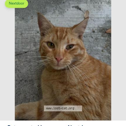 Photo 1/1 Rex Chat perdu à Miami