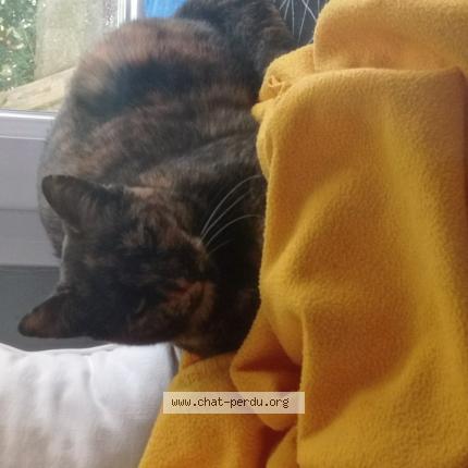 Photo 1/1 Chat retrouvé Perdu à Trelaze