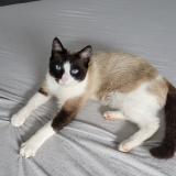 Photo de chat perdu à Serent