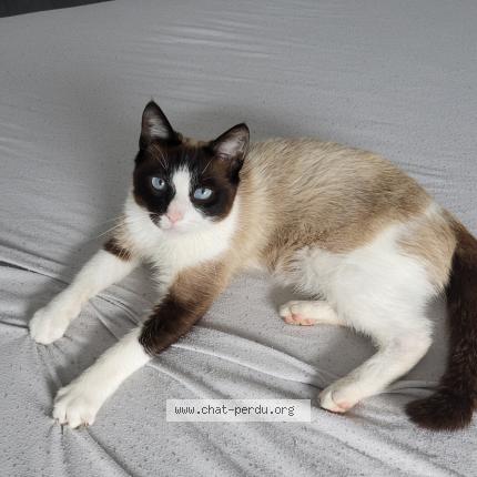 Photo 1/1 Odin Chat perdu à Serent