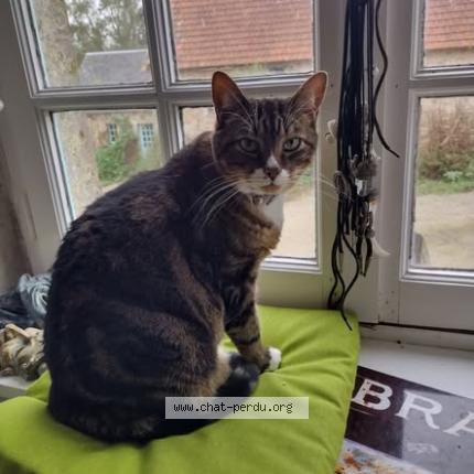 Photo 1/1 Chat retrouvé Perdu à Reze