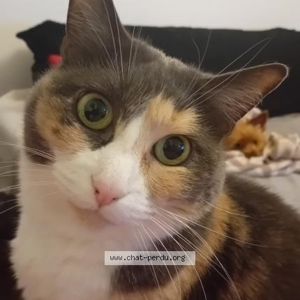 Photo 1/1 Mimisse Chat perdu à Malzeville