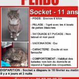 Photo de chat perdu à Amiens