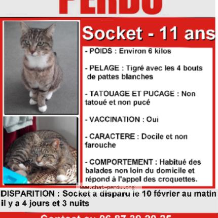 Photo 1/1 Soket Chat perdu à Amiens