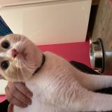 Photo de chat trouvé à Mignaloux Beauvoir