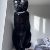 Photo de chat perdu à Gaillac