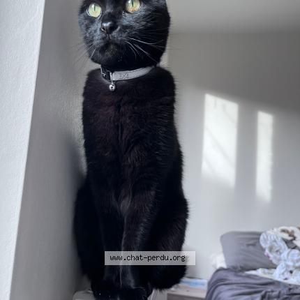 Photo 1/1 Halloween Chat perdu à Gaillac