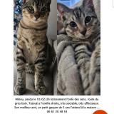 Photo de chat perdu à La Buisse