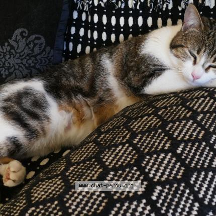 Photo 1/1 Chat retrouvé Perdu à Bordeaux