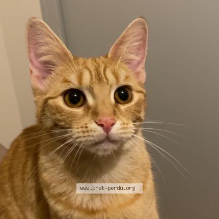 Photo 1/1 Mia Chat perdu à Chanzeaux chemille en anjou