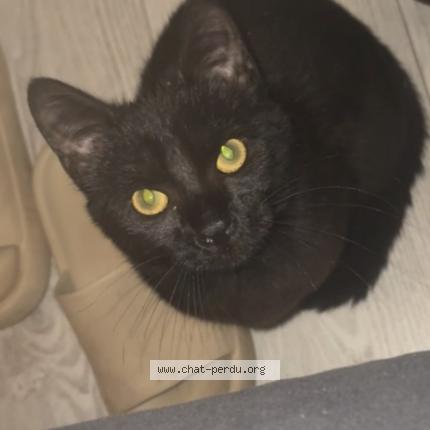 Photo 1/1 Opium Chat perdu à Aulnoye aymeries