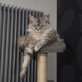 Photo de chat perdu à Douchy Les Mines