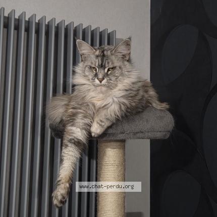 Photo 1/1 Okympe Chat perdu à Douchy les mines