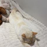 Photo de chat perdu à Bron