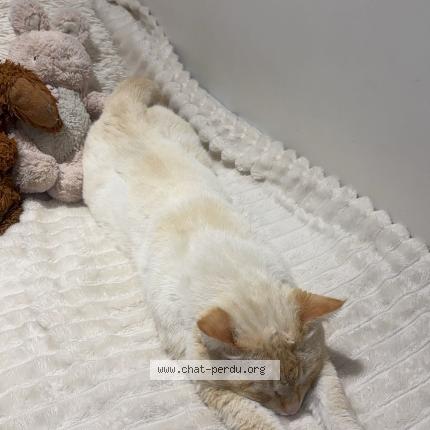 Photo 1/1 Billy Chat perdu à Bron