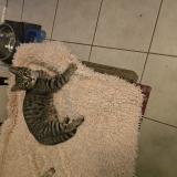 Photo de chat perdu à Savannah