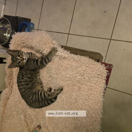 Photo 1/1 Victoria Vanvoorhis Chat perdu à Savannah