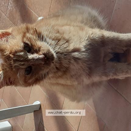 Photo 1/1 Prince Chat perdu à Soues