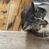 Photo de chat trouvé à Ambares Et Lagrave